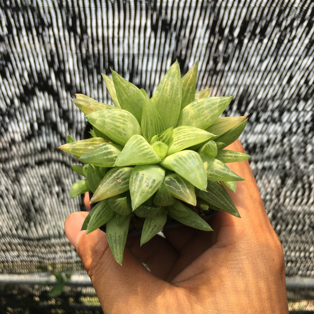 ฮาโวเทีย-haworthia-ราคาพิเศษ-a-ส่งทั้งกระถาง