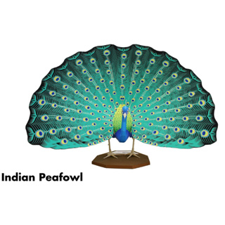 โมเดลกระดาษ 3D : Indian Peafowl นกยูงอินเดีย กระดาษโฟโต้เนื้อด้าน  กันละอองน้ำ ขนาด A4 220g.