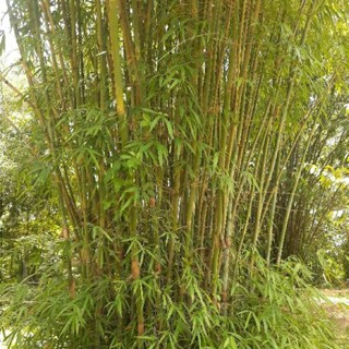 ต้นพันธุ์เหง้าไผ่ ข้าวหลามกาบแดง (ขุดแบบล้างราก)