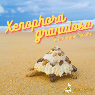 Andaman seashell เปลือกหอยแต่งตัวหิน (Xenophora granulosa)