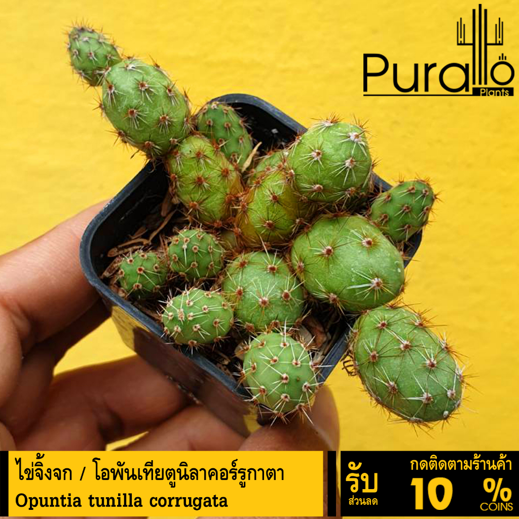 ต้นโอพันเทีย ไข่จิ้งจก โอพันเทียตูนิลาคอร์รูกาตา Opuntia Tunilla corrugata ไม้ชำหน่อ #Euphorbia