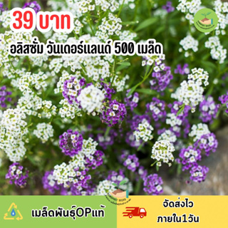 เมล็ดพันธุ์ ดอกอลิสซั่มวันเดอร์แลนด์ บรรจุ 500 เมล็ด