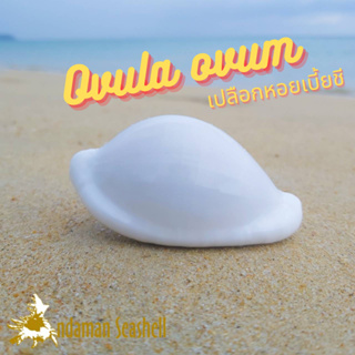 Andaman seashell เปลือกหอย หอยเบี้ยชี (Ovula ovum)