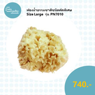 ฟองน้ำธรรมชาติชนิดคัดพิเศษ Size Large รุ่น PN7010