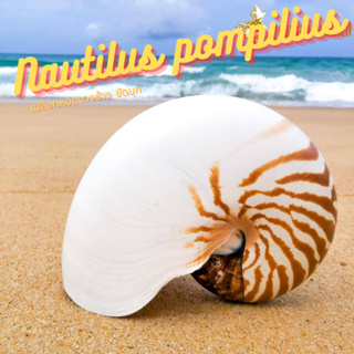 Andaman seashell เปลือกหอย หอยงวงช้าง (Nautilus pompilius)