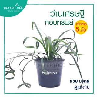 ต้นว่านเศรษฐีกอบทรัพย์ กระถางขนาด 5  นิ้ว ต้นไม้มงคล ต้นไม้ ต้นไม้ในร่ม plant