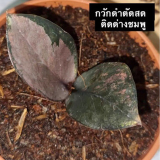 กวักดำติดด่างชมพู ตัดสด