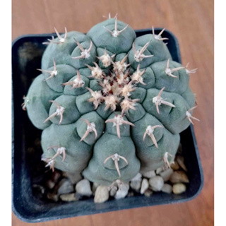 Gymnocalycium Spegazzinii v. Unguispina ✨ยิมโนหนามกระทิง ไม้เเรร์✨