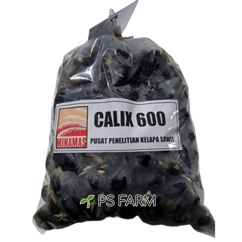 เมล็ดปาล์มน้ำมัน คาลิกซ์ 600 ( Calix 600 ) เมล็ดละ 11 บาท จำนวน 50 ...