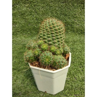 รีบูเทีย tarvitaensis [ Rebutia tarvitaensis ] ในกระถาง3นิ้ว ฟอร์มกอ