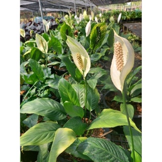 เดหลี ( Peace Lily )