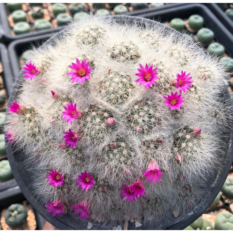 ดอกบานรอบต้นขนาดนี้อดใจไม่ไหวแน่นอน-ชมพูเข้มๆด้วย-สวยปรอทแตก-mammillaria-laui-pink-flower-ลาวอ้ายฟอร์มกอใหญ่