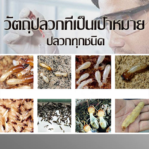 ฆ่าปลวกติดเชื้อตายในรัง-ผงกำจัดปลวก-75g-กำจัดปลวก-ยากำจัดปลวก-ผงกำจัดมด-ปลวกผง-ผงโรยปลวก