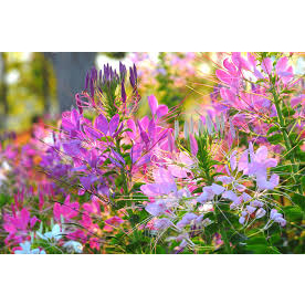 เมล็ดดอก-เสี้ยนฝรั่ง-cleome-คละสี-45-เมล็ด-ซองละ-29-บาท-เสี้ยนฝรั่งต้นสูง