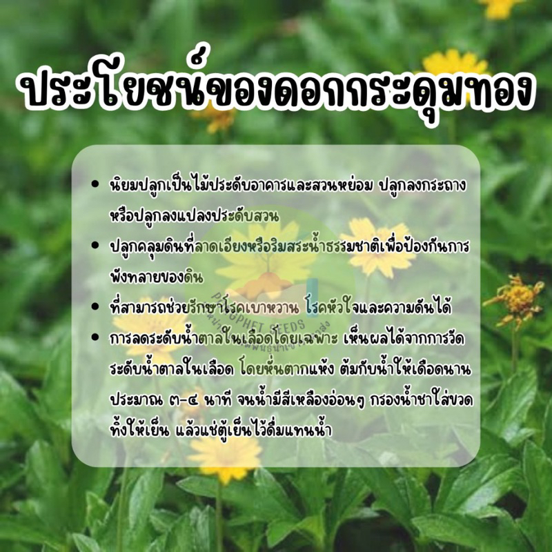 เมล็ดพันธุ์-ดอกกระดุมทอง-200-เมล็ด-เบญจมาศเหลือง