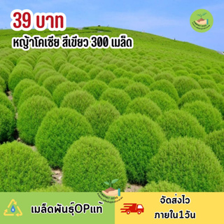 เมล็ดพันธุ์หญ้าโคเซียเขียว300เมล็ด ปลูกง่ายโตไว📌