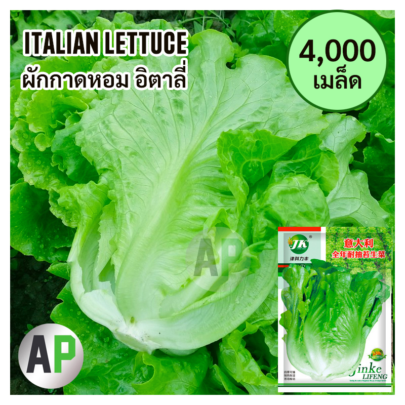 4000-เมล็ด-เมล็ดผักสลัด-ผักกาดหอมอิตาลี-italian-lettuce-seeds-ผักกาดหอมอิตาเลี่ยน-ผักกาด-นอก-ทนร้อน-ปลูกง่าย-ขายดี