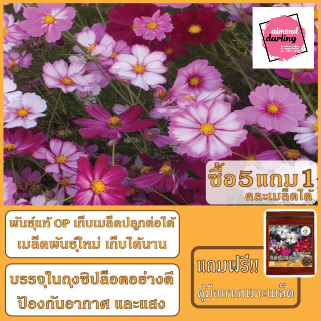 ซื้อ5-แถม1-เมล็ดพันธุ์ดอกคอสมอส-คละสี-mixed-cosmos-flower-seed-50-เมล็ด-เมล็ดพันธุ์แท้-ปลูกง่าย-อัตรางอกสูง-เก็บเมล็ดป