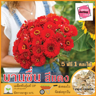 ซื้อ5 แถม1 เมล็ดพันธุ์ ดอกบานชื่น สีแดง 20 เมล็ด (Red Zinnia Flower Seed) เมล็ดพันธุ์แท้ ปลูกง่าย อัตรางอกสูง เก็บเมล็ดป