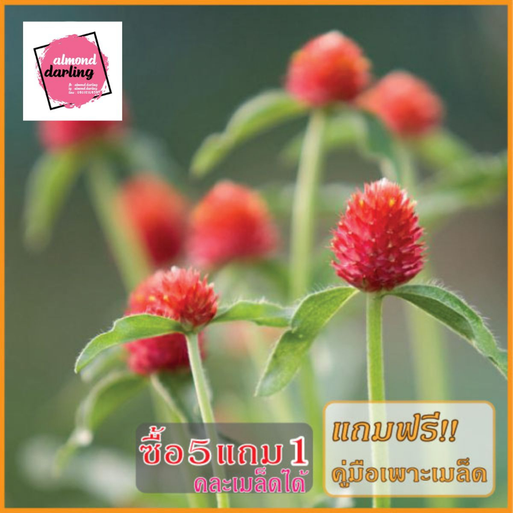ซื้อ5-แถม1-เมล็ดพันธุ์-ดอกบานไม่รู้โรย-สีแดง-20-เมล็ด-red-globe-amaranth-flower-seed-เมล็ดพันธุ์แท้-ปลูกง่าย-อัตรางอกส