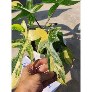 ส่งฟรี กุ้งฟลอริด้าด่าง philodendron florida beauty varigated ด่างจัด ด่างทุกใบ เชื้อดีไม่มีหลุดเขียว