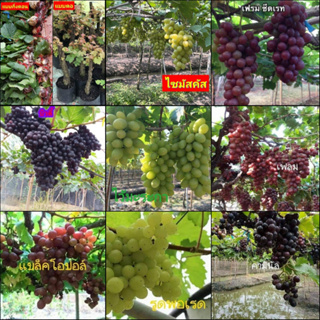 (1ต้น) ต้น กิ่งตอน องุ่น ต้นองุ่น  Grapevine grape ไวท์มะละกา แบล็คโอปอร์ ไซมัสคัส ไวท์เฟรมซีดเรท รูดพอเรด