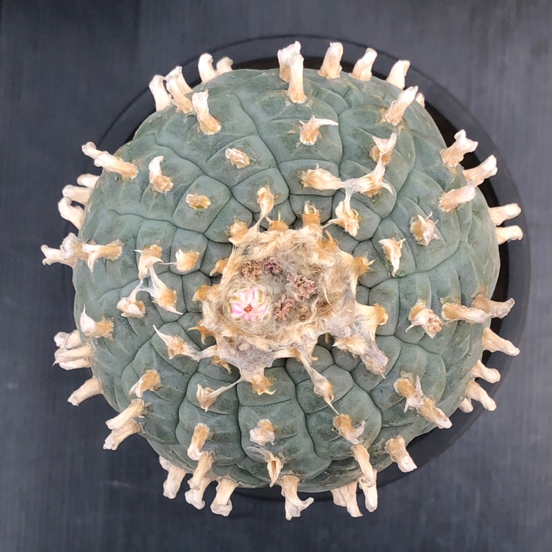 แคคตัส โลโฟ วิลเลี่ยม Lophophora williamsii ‘texana’ cactus ไม้กราฟ