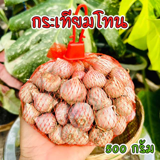 กระเทียมโทน คัดพิเศษ ศรีสะเกษ  ขนาด 500 กรัม (ครึ่งกิโล) ออแกนิค100% photo