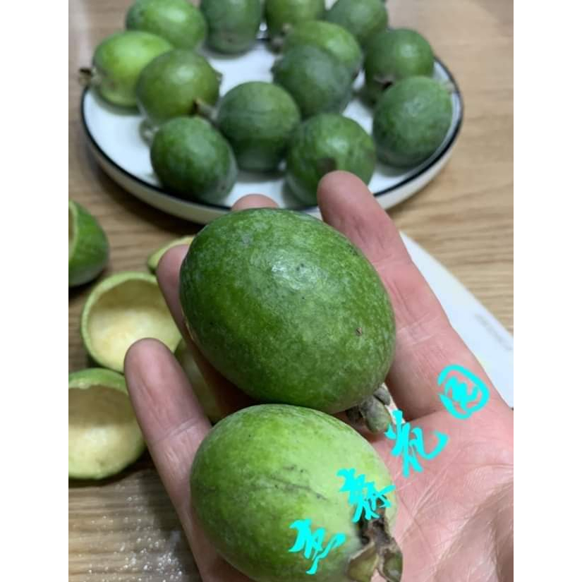 1ต้น-ต้น-ฝรั่งเฟโจ-ฝรั่งเฟวโจว-feijoa-ฝรั่งเฟโจว-ฟีโจ-สับปะรดฝรั่ง-ฝรั่งบราซิล-guavasteen-ศรัณย์รักษ์