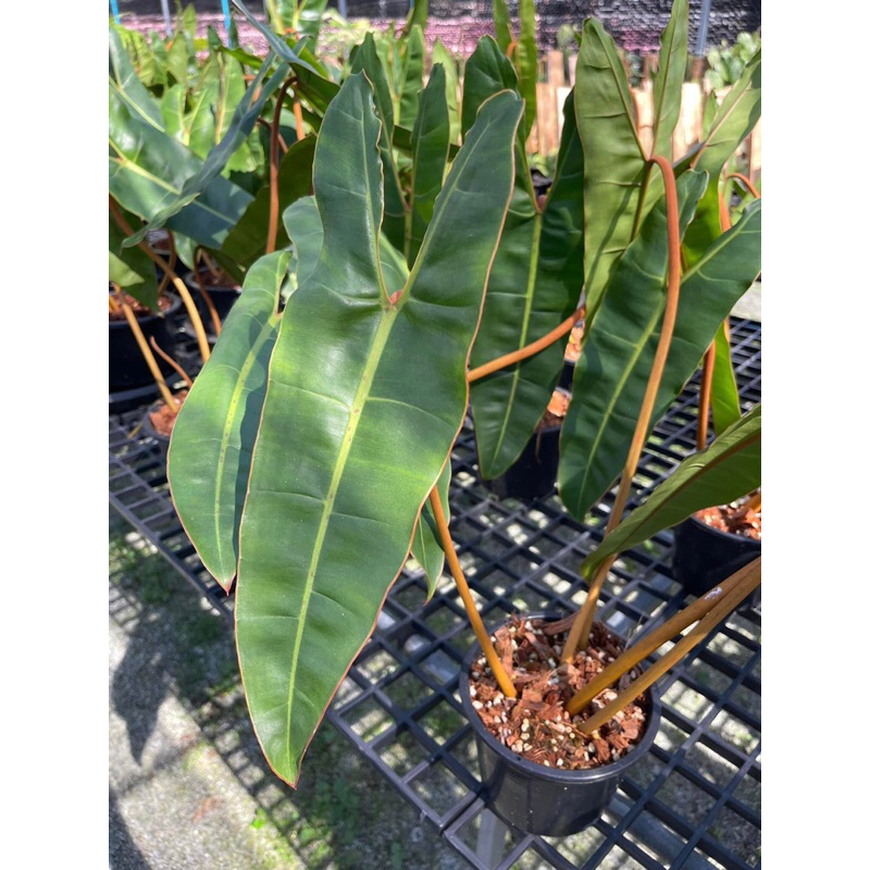 philodendron-billietiae-ฟิโลก้านส้ม-ต้นใหญ่ราคาถูก