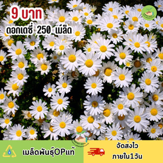 พิเศษ 9 บาท ‼️เมล็ด ดอกเดซี่ขาว บรรจุ250 เมล็ด