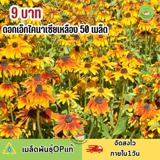 พิเศษ 9 บาท ‼️ เมล็ดพันธุ์ ดอกเอกไคนาเซียสีเหลือง บรรจุ 50 เมล็ด