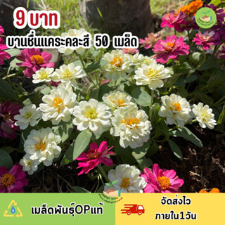 พิเศษ 9 บาท เมล็ดพันธุ์ดอกบานชื่นแคระ คละสี บรรจุ50เมล็ด