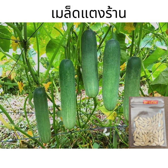 เมล็ดแตงร้าน-แบ่งขาย-ประมาณ-95-เมล็ด-10-แถม-1-แตงร้าน-ลูกดก-ผลยาว-cucumber-เมล็ดพันธุ์ผัก