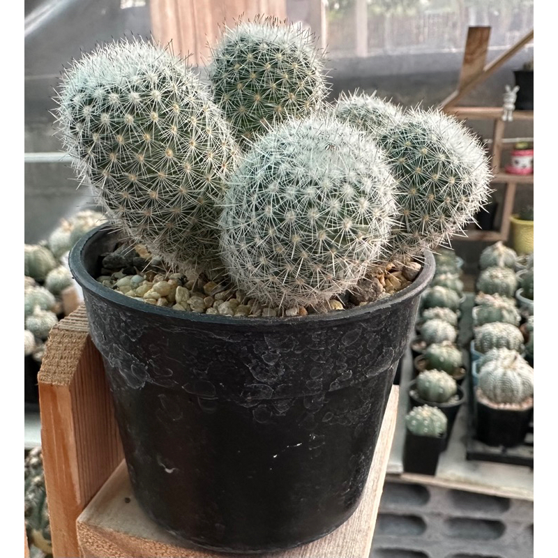 เข็มเงินฟอร์มกอ-mammilaria-germinispina