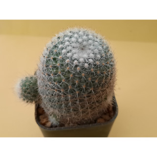 แมมเข็มเงิน Mammillaria geminispina แคคตัส กระบองเพชร