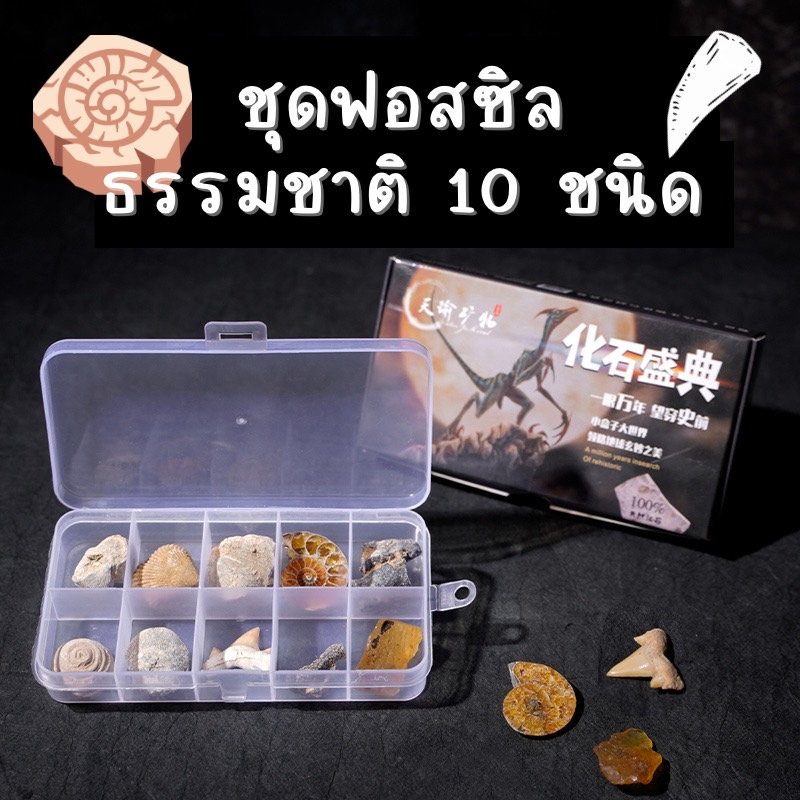 ฟอสซิลธรรมชาติ-10-ชนิด-ขุดฟอสซิล-ฟันปลาฉลาม-ซากหอย-สังเกต-ซากหอย