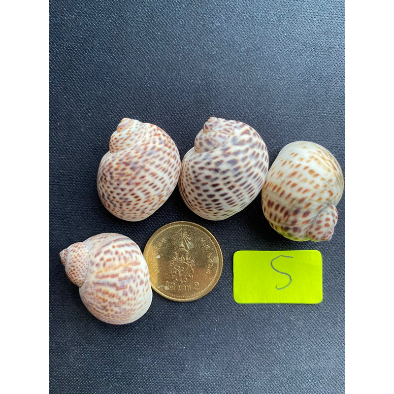 beautiful-sea-snail-shells