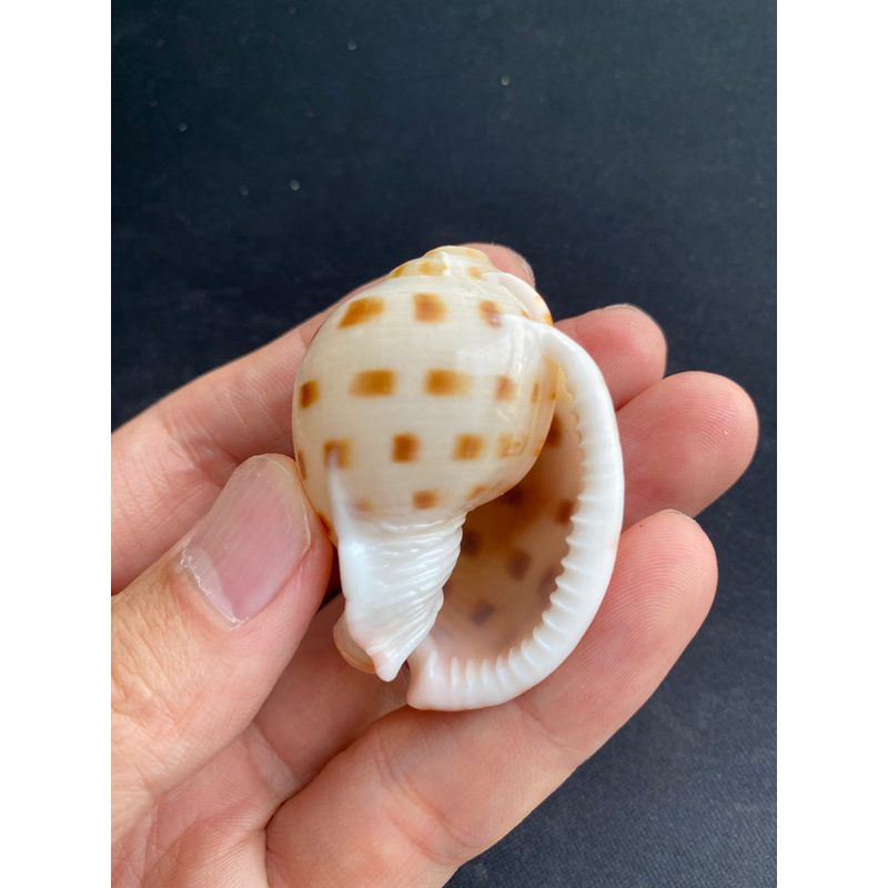 colorful-sea-snail-seashell
