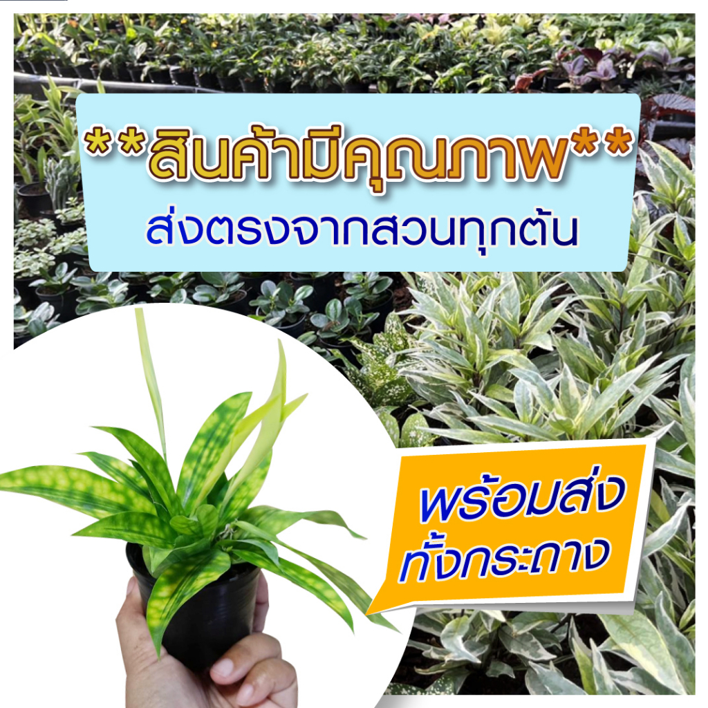 ซื้อ-5-แถม-1-ต้นไม้มงคล-ต้นไม้ฟอกอากาศ-กระถางขนาด-3-นิ้ว-ต้นไม้-plant