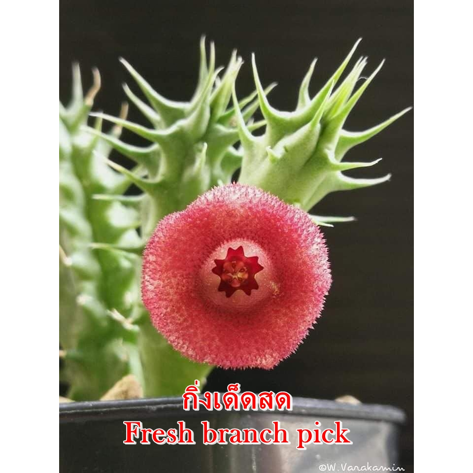 เก๋งจีน Huernia Korat Little Girl *กิ่งเด็ดสด* แคคตัส ไม้อวบน้ำ Cactus and Succulent