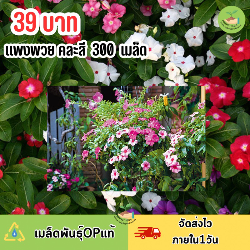 เมล็ดพันธุ์ดอกแพงพวยคละสี-บรรจุ-300-เมล็ด