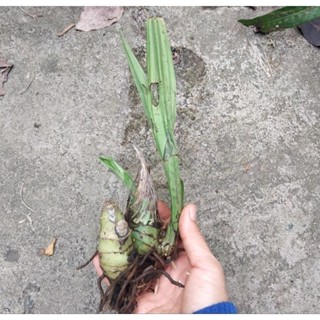 Phaius tankervilleae กล้วยไม้ดิน เอื้องพร้าวกล้วยไม้ดิน Shopee Thailand