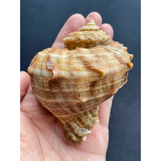 หอยทากทะเลหอยใหญ่ gray sea snail big sea shell