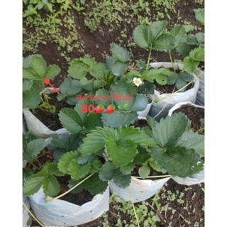 ต้นสตรอเบอรี่ พันธุ์80/ต้นสตรอเบอรี่🍓🍓🌱🌱พร้อมส่ง