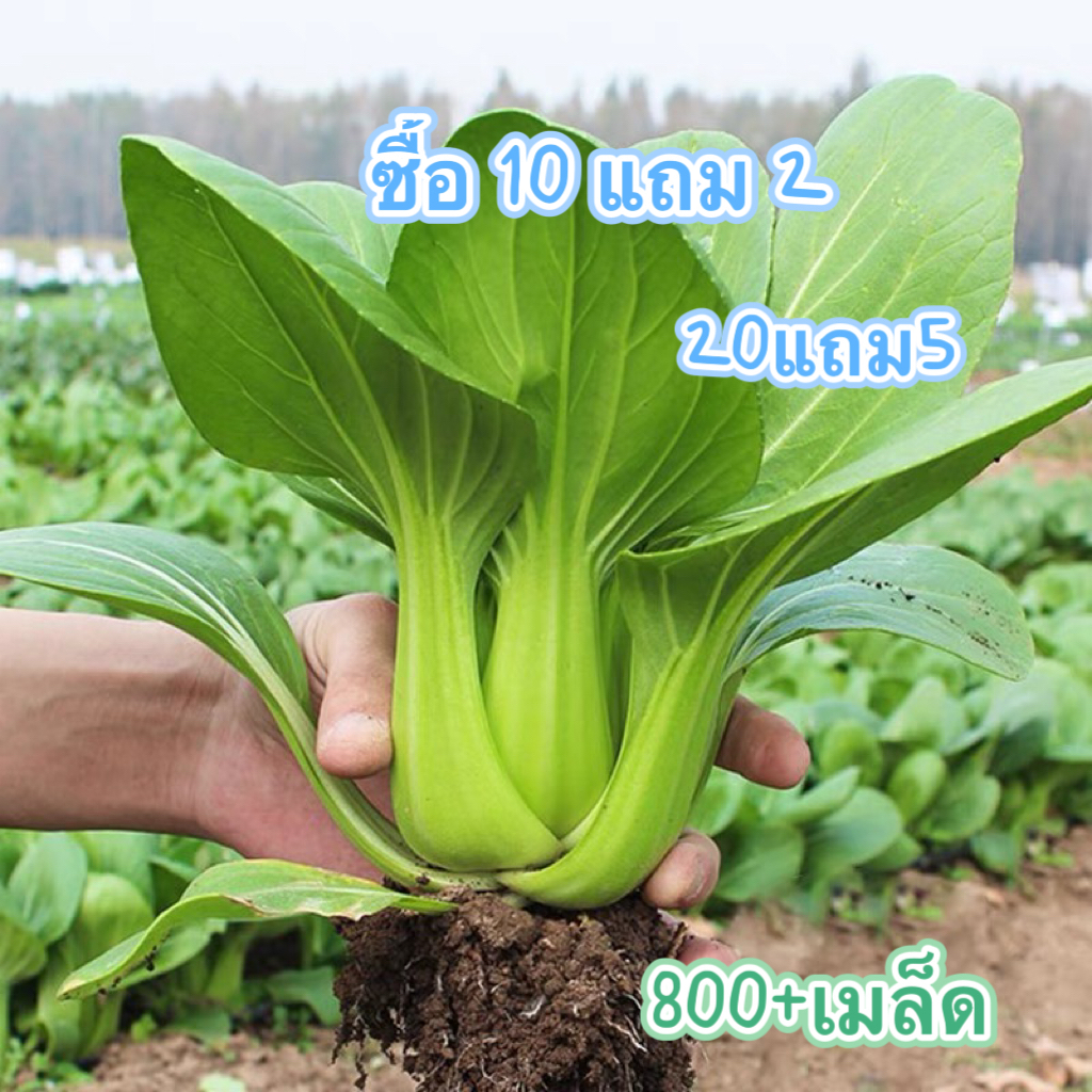 เมล็ดพันธุ์-กวางตุ้งฮ่องเต้-ผักกวางตุ้งพันธุ์ฮ่องเต้-800-เมล็ด-10-แถม-2