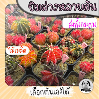 ต้นยิมโนด่างหลายต้น เลือกต้นได้ LBHBด่าง (gymnocalycium) set LP - กระบองเพชร ราคาถูก🌵แคคตัส🌵