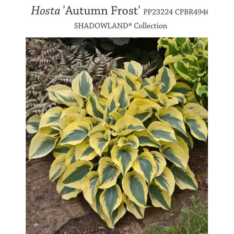 ฮอสต้า Hosta เป็นพืชประดับสวยงาม และกินหน่ออ่อนได้ | Shopee Thailand