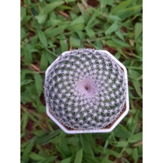 นกฮูกแคคตัส กระบองเพชรนกฮูก  Owl Eye Mammillaria Perbella ไม้เมล็ด