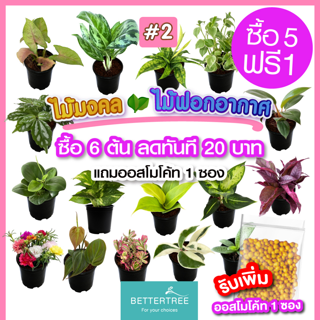 ซื้อ-5-แถม-1-ต้นไม้มงคล-ต้นไม้ฟอกอากาศ-กระถางขนาด-3-นิ้ว-ต้นไม้-plant